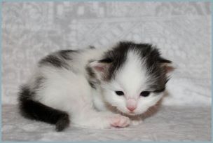 Female Siberian Kitten from Deedlebug Siberians